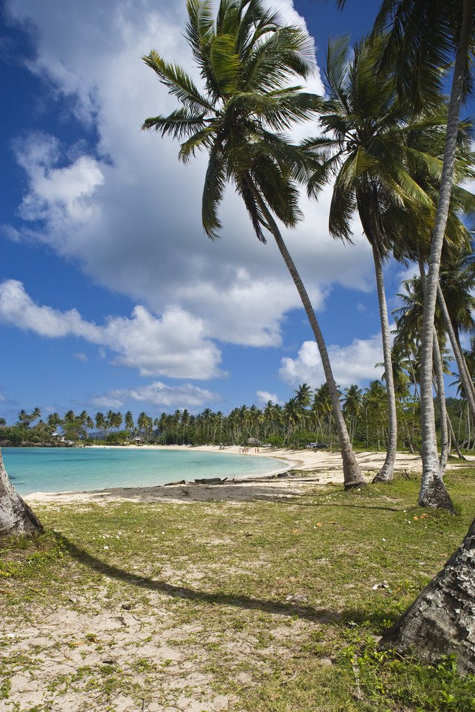 Detail of Tropical beach, Playa Rincon, Samana Peninsula, Dominican Republic by Anonymous