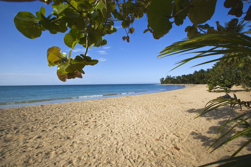 Tropical beach, Las Terrenas, Dominican Republic by Corbis