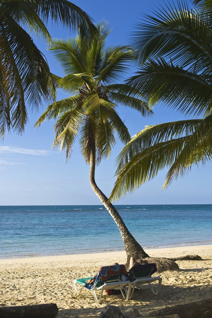Detail of Tropical beach, Las Terrenas, Samana Peninsula, Dominican Republic by Anonymous