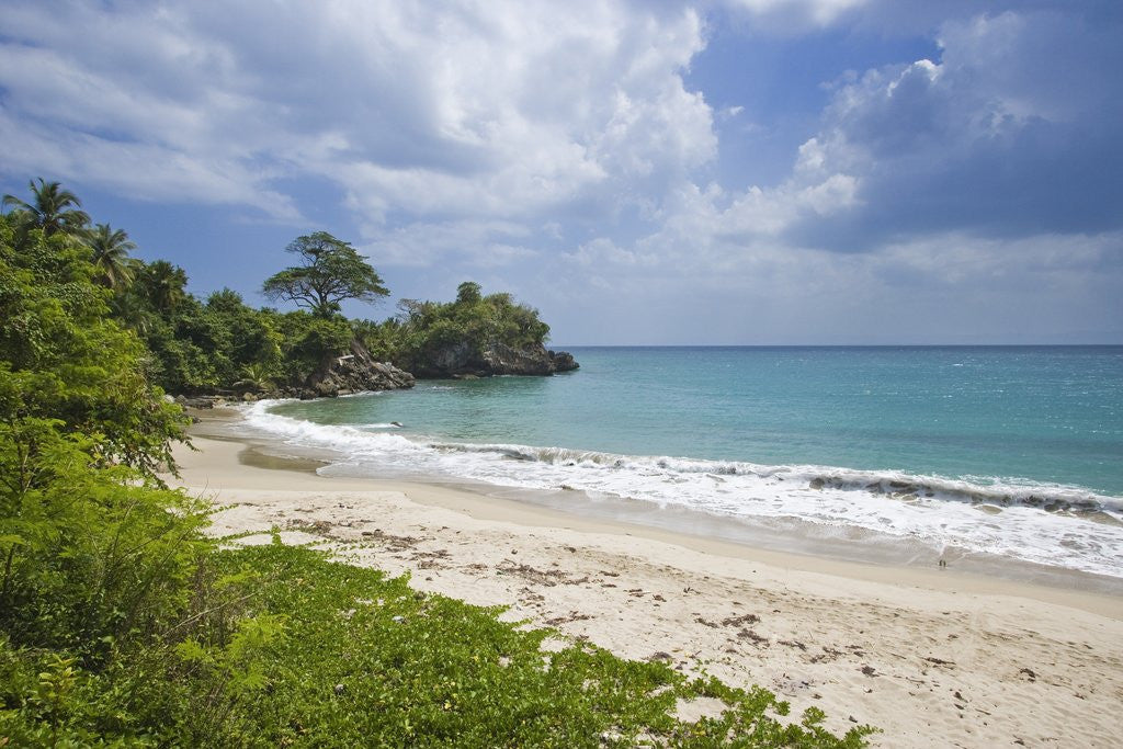 Detail of Tropical beach, Samana Peninsula, Dominican Republic by Anonymous