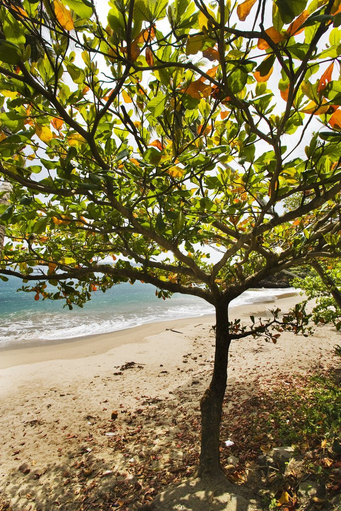 Detail of Tropical tree on beach, Samana Peninsula, Dominican Republic by Anonymous
