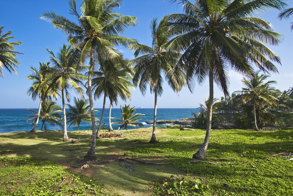 Detail of Tropical beach, Samana Peninsula, Dominican Republic by Corbis