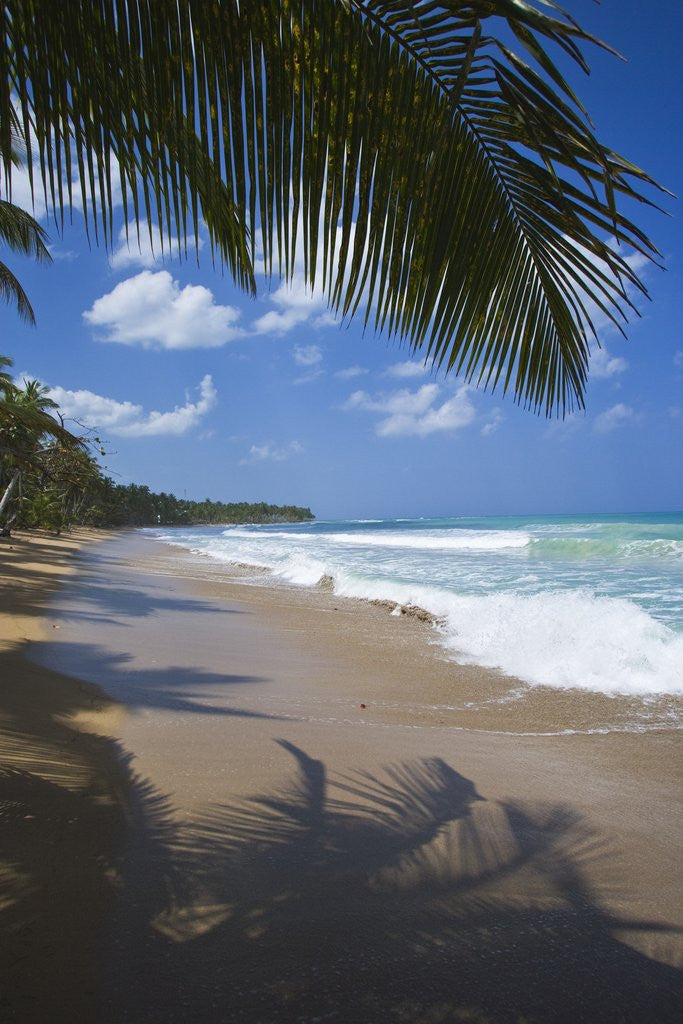 Detail of Tropical beach, Las Terrenas, Dominican Republic by Anonymous