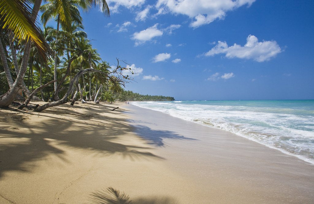Detail of Tropical beach, Las Terrenas, Dominican Republic by Anonymous