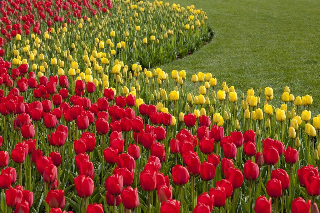 Detail of North America, United States, Washington, Mount Vernon, tulips in bloom at annual Skagit Valley Tuli by Anonymous