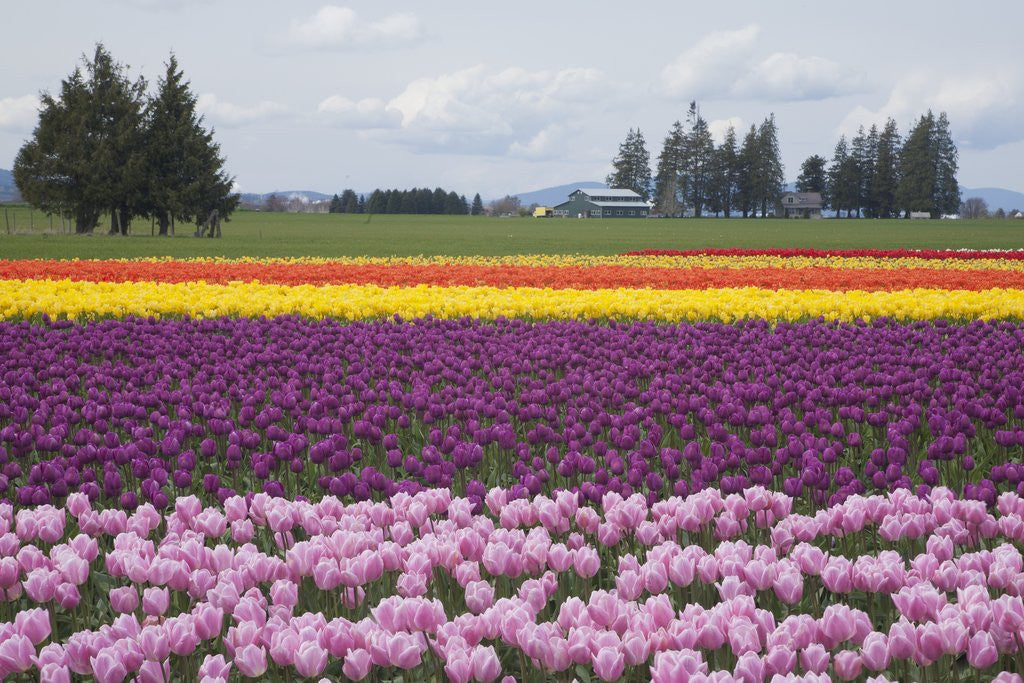 Detail of North America, United States, Washington, Mount Vernon, tulips in bloom at annual Skagit Valley Tuli by Anonymous