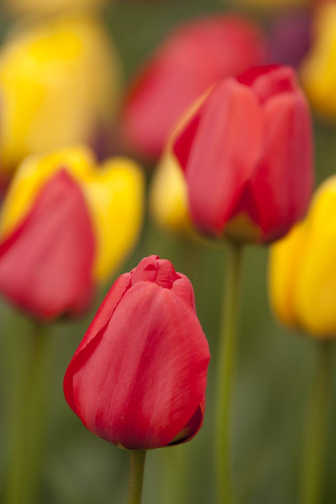 Detail of North America, United States, Washington, Mount Vernon, tulips in bloom at annual Skagit Valley Tuli by Anonymous