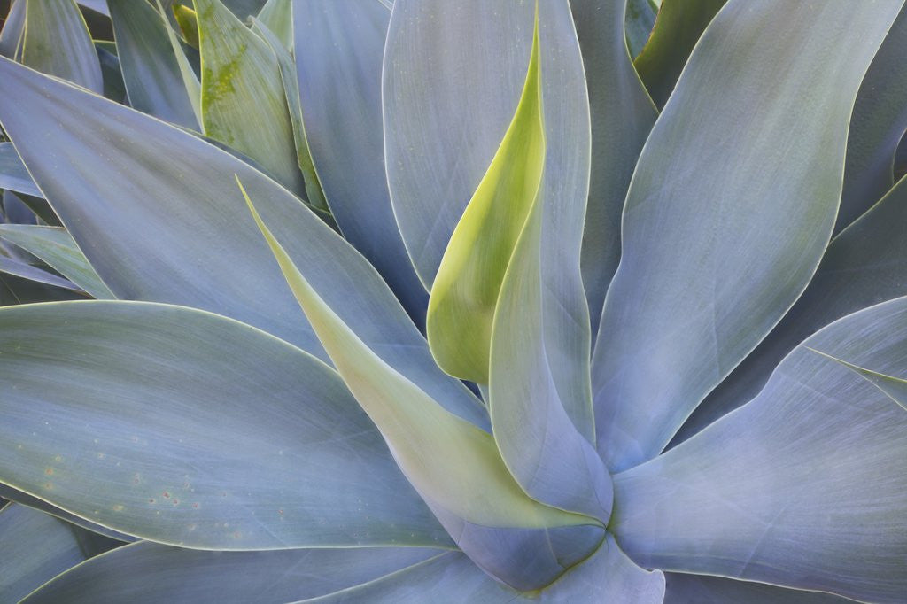 Agave Plants on the Island of Maui by Corbis