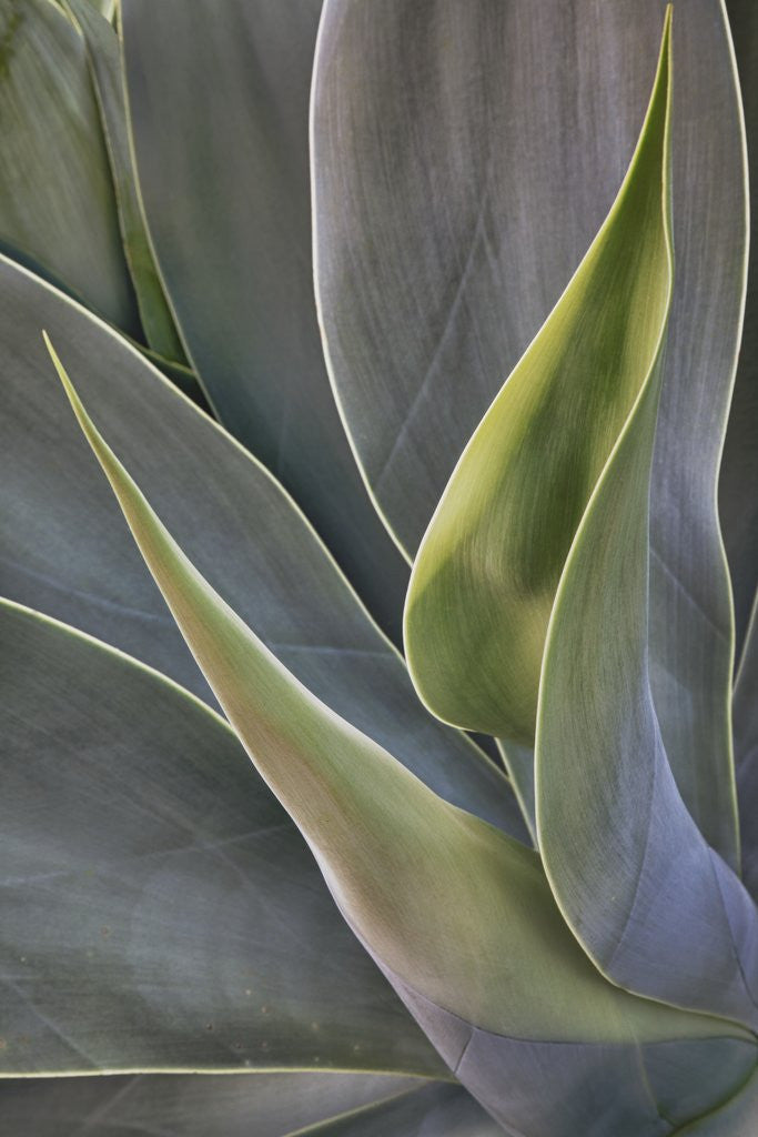 Detail of Agave Plants on the Island of Maui by Anonymous