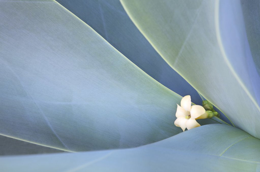 Detail of Agave Plants with lone Plumeria bloom on the Island of Maui by Corbis