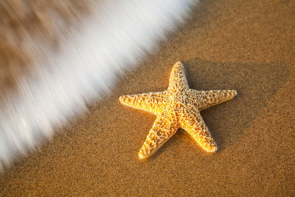 Detail of Starfish with evening surf rolling in by Corbis