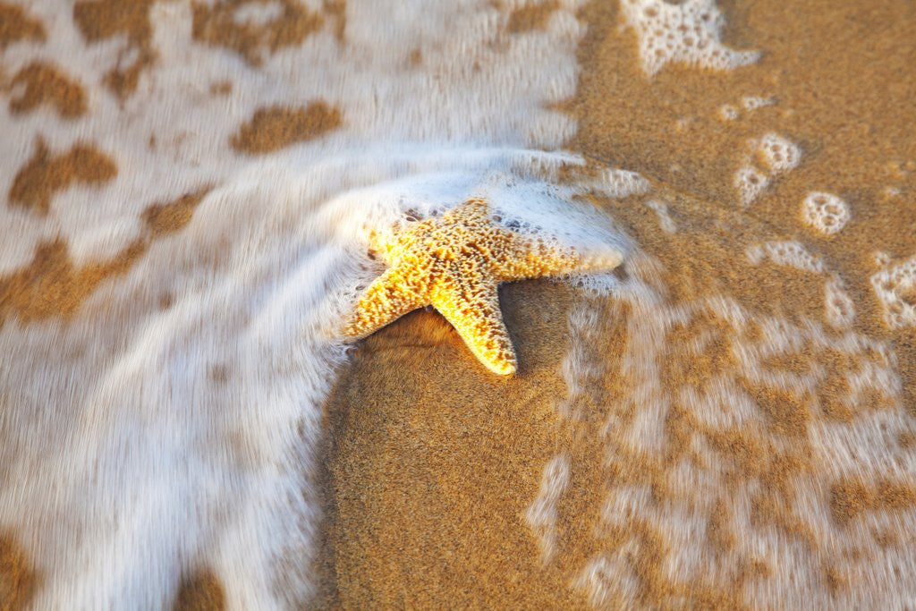 Detail of Starfish with evening surf rolling in by Corbis