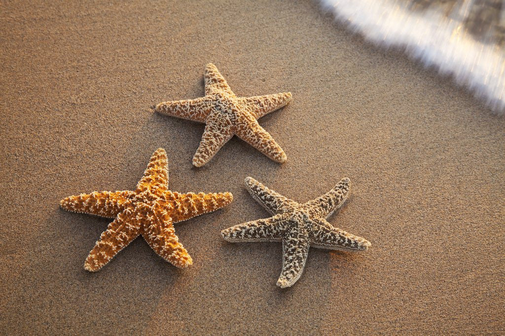 Detail of Starfish with evening surf rolling in by Anonymous