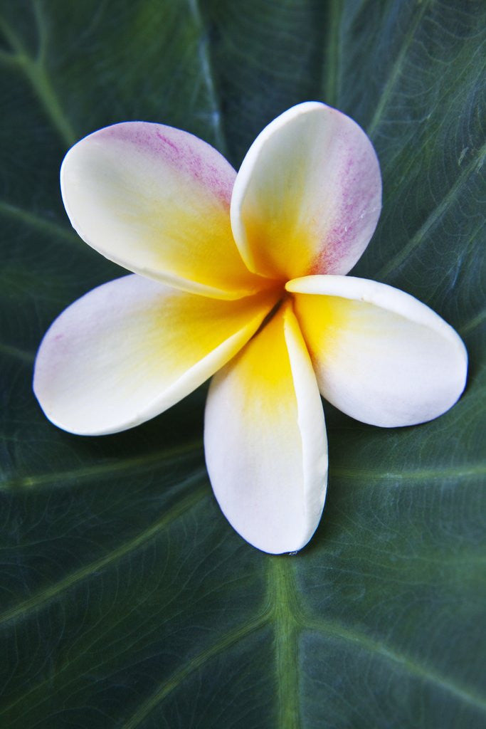 Detail of Plumeria Bloom on Large Leaf by Anonymous