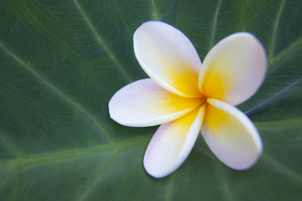 Detail of Plumeria Bloom on Large Leaf by Anonymous
