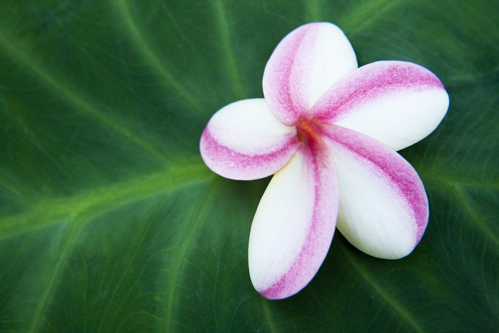 Detail of Plumeria Bloom on Large Leaf by Anonymous