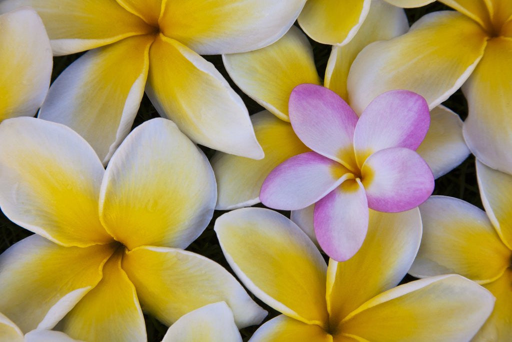Detail of Plumeria flowers in bloom by Anonymous