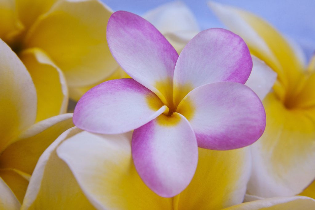 Detail of Plumeria flowers in bloom by Anonymous