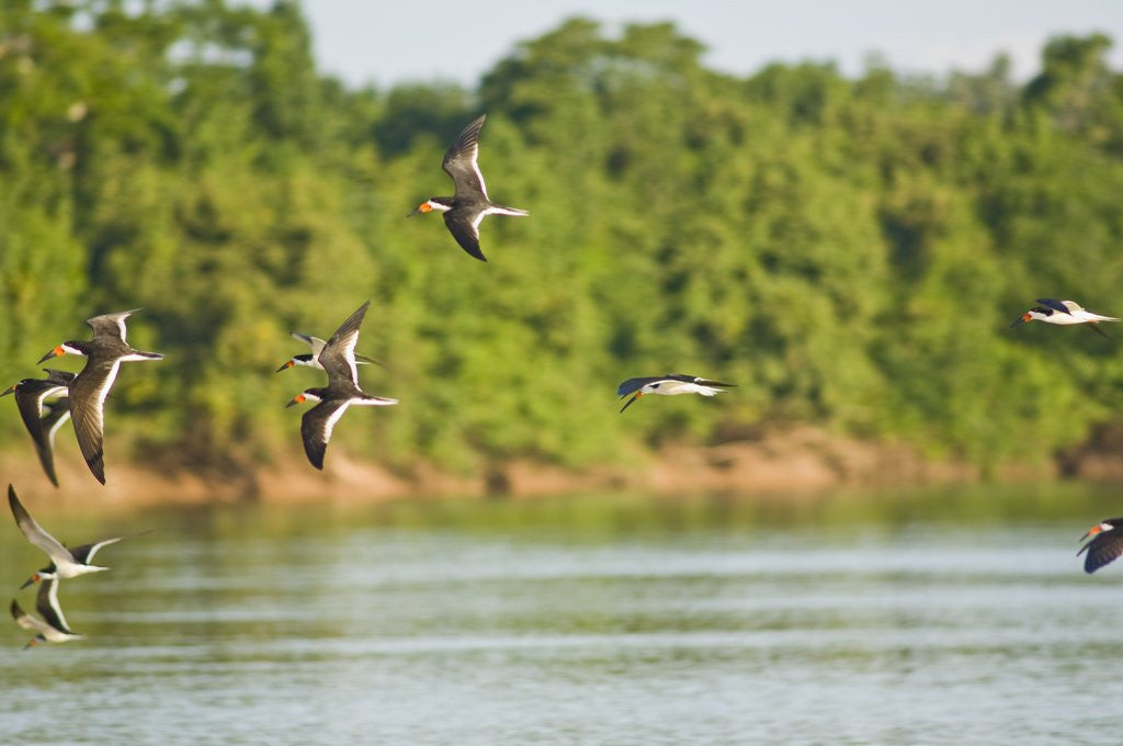 Detail of Birds flying over Rio Cuyaba, Mato Grosso, Brazil by Corbis