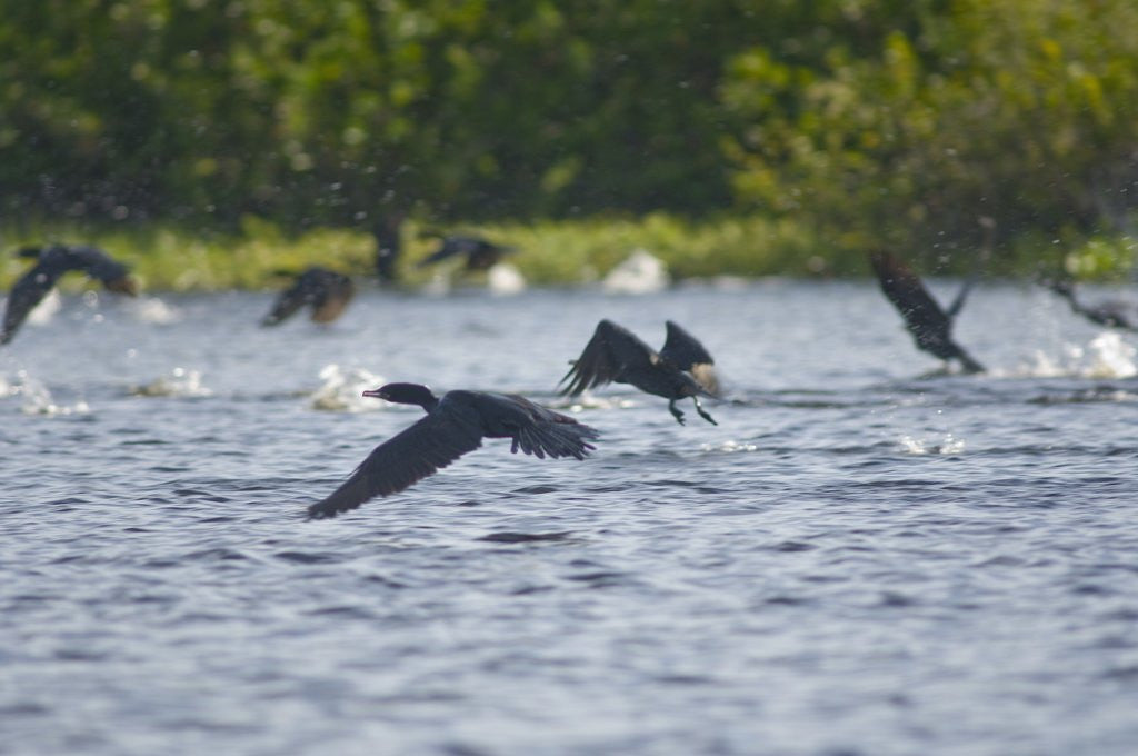 Detail of Cormorans flying over river, Mato Grosso, Brazil by Anonymous
