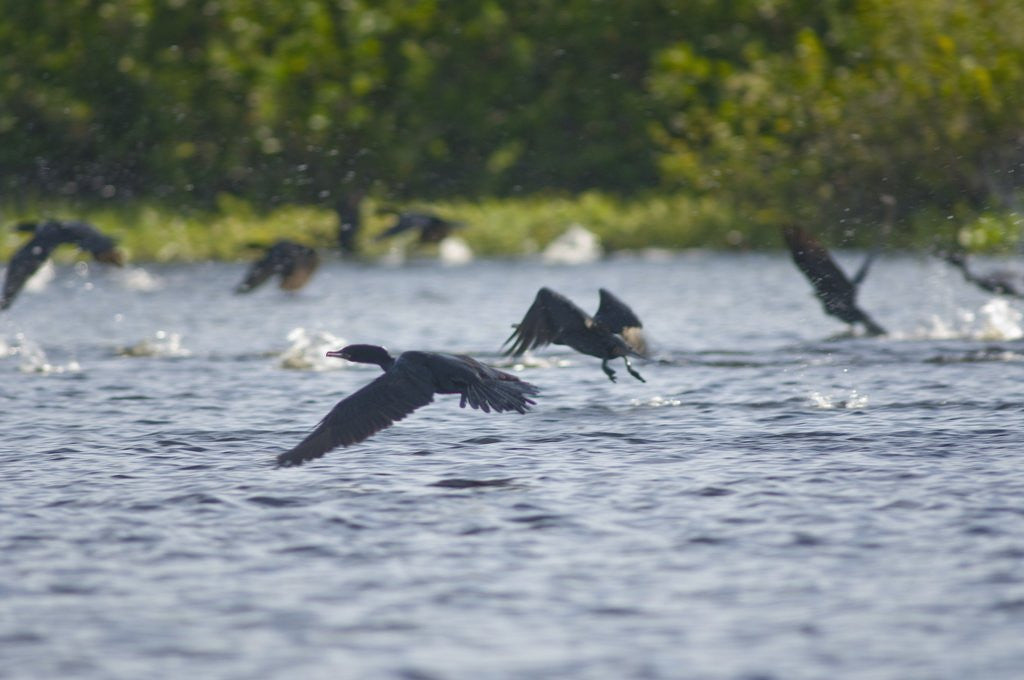 Detail of Cormorans flying over river, Mato Grosso, Brazil by Corbis