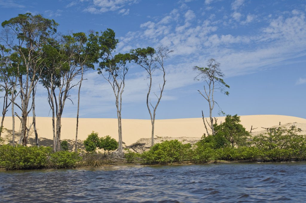 Detail of Preguicas River at Lencois Maranheinses National Park, Brazil by Anonymous