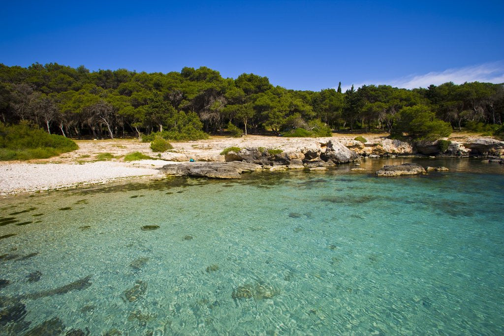 Detail of Sea coast, Parco Naturale di porto Selvaggio, Nardo, Italy by Anonymous