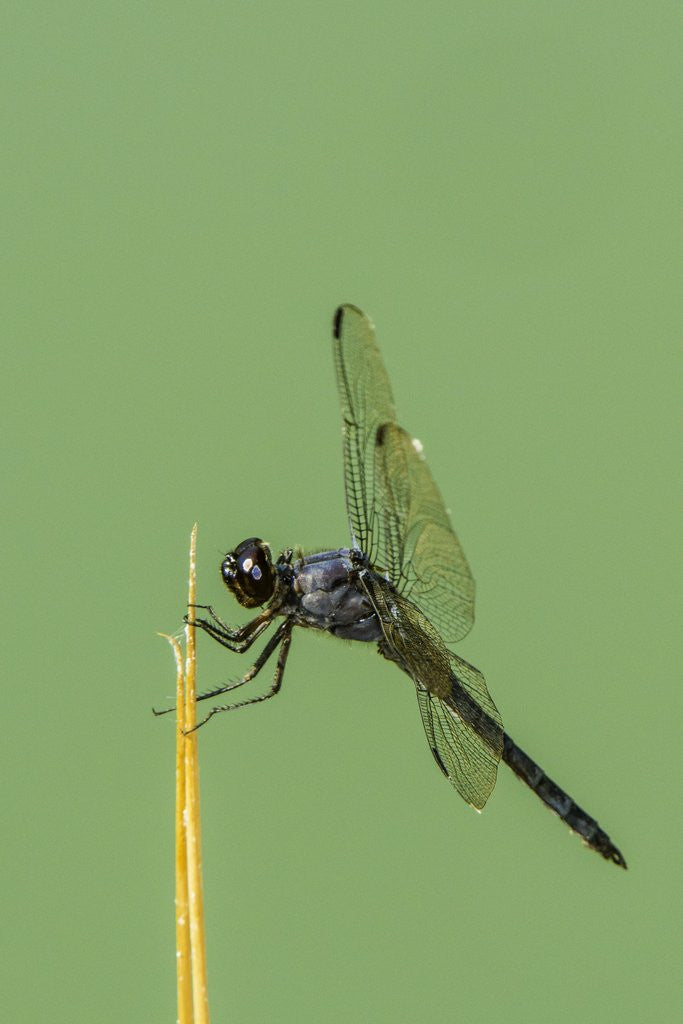 Detail of Dragonfly by Anonymous