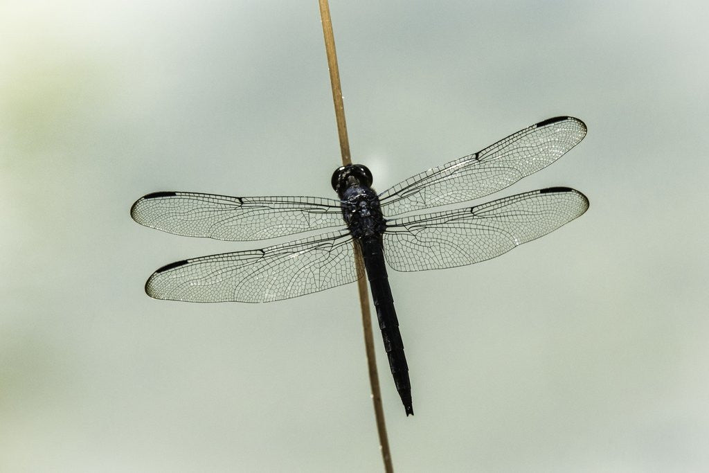 Detail of Dragonfly by Anonymous