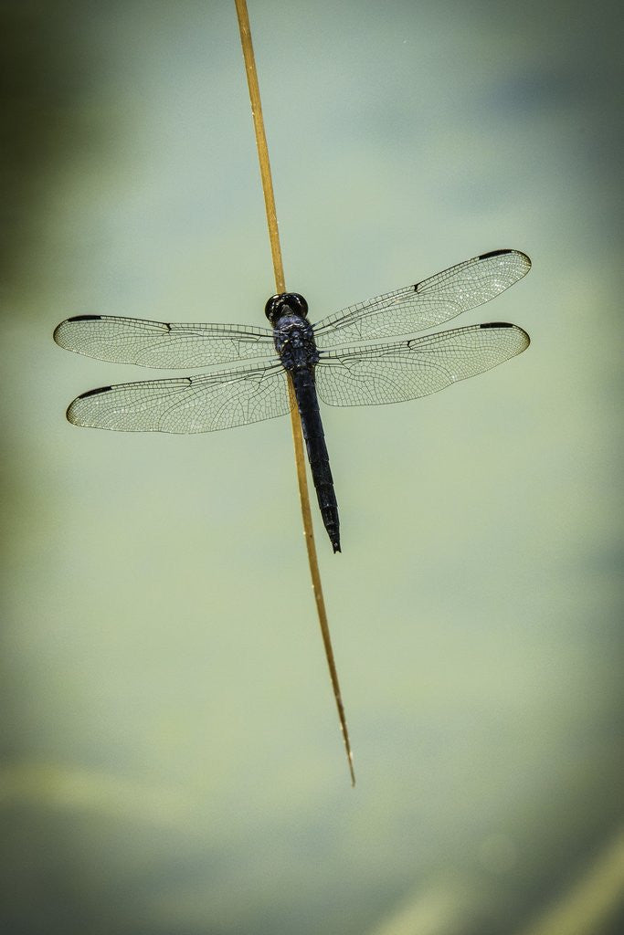 Detail of Dragonfly by Anonymous