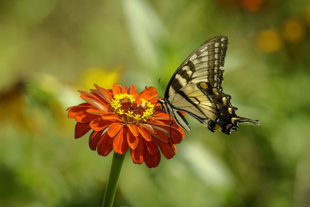 Detail of Swallowtail Butterfly by Anonymous