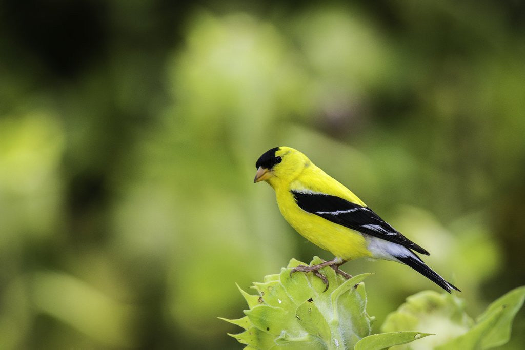 Detail of American Goldfinch by Anonymous