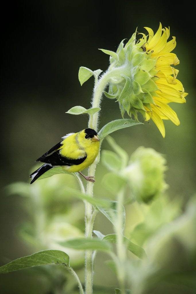 Detail of American Goldfinch by Anonymous