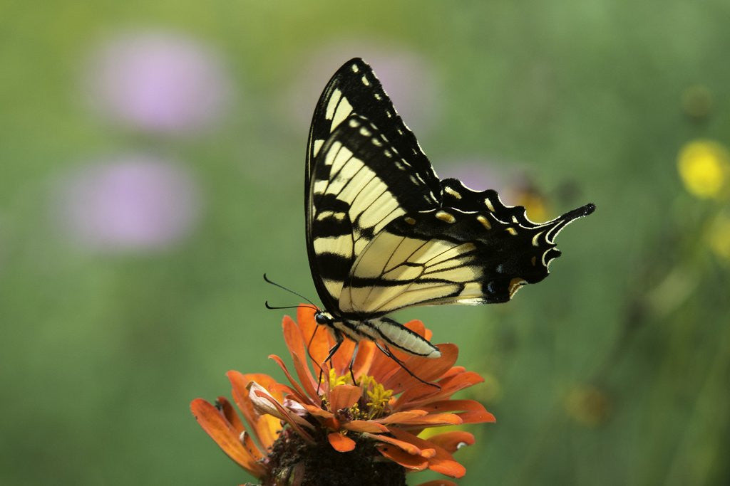 Detail of Swallow-tailed Burtterfly by Anonymous