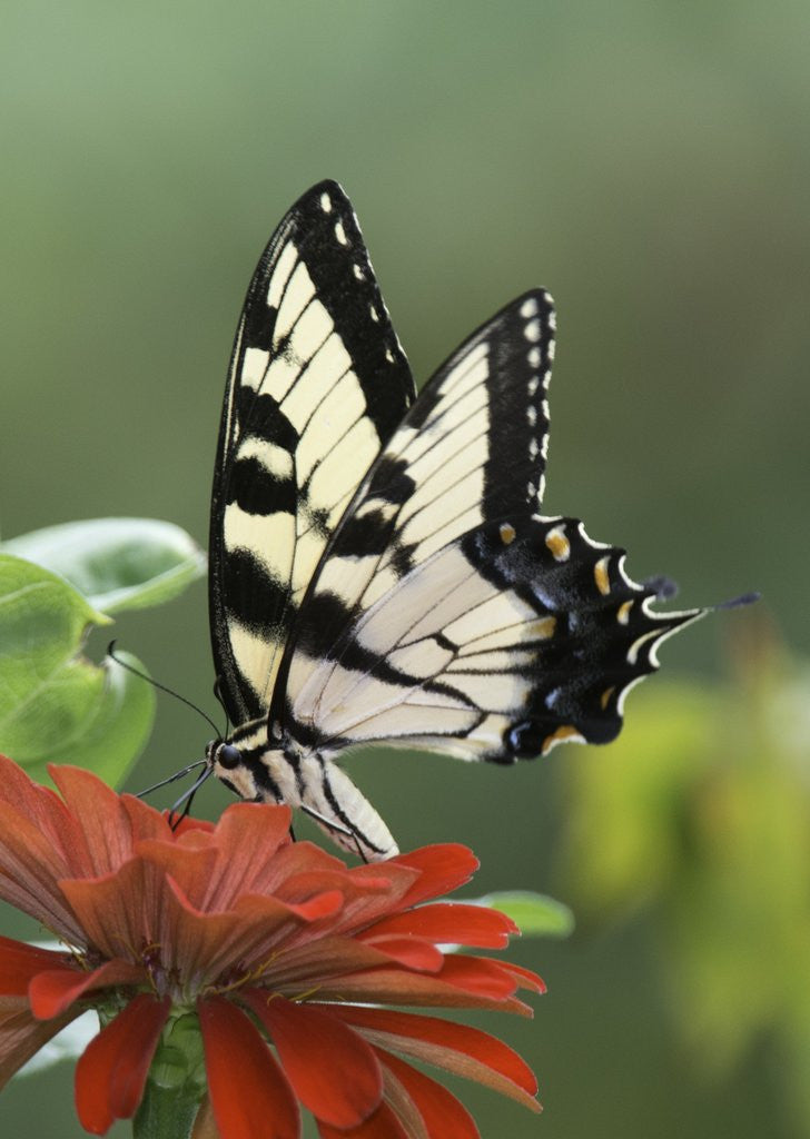 Detail of Swallow-tailed Burtterfly by Anonymous