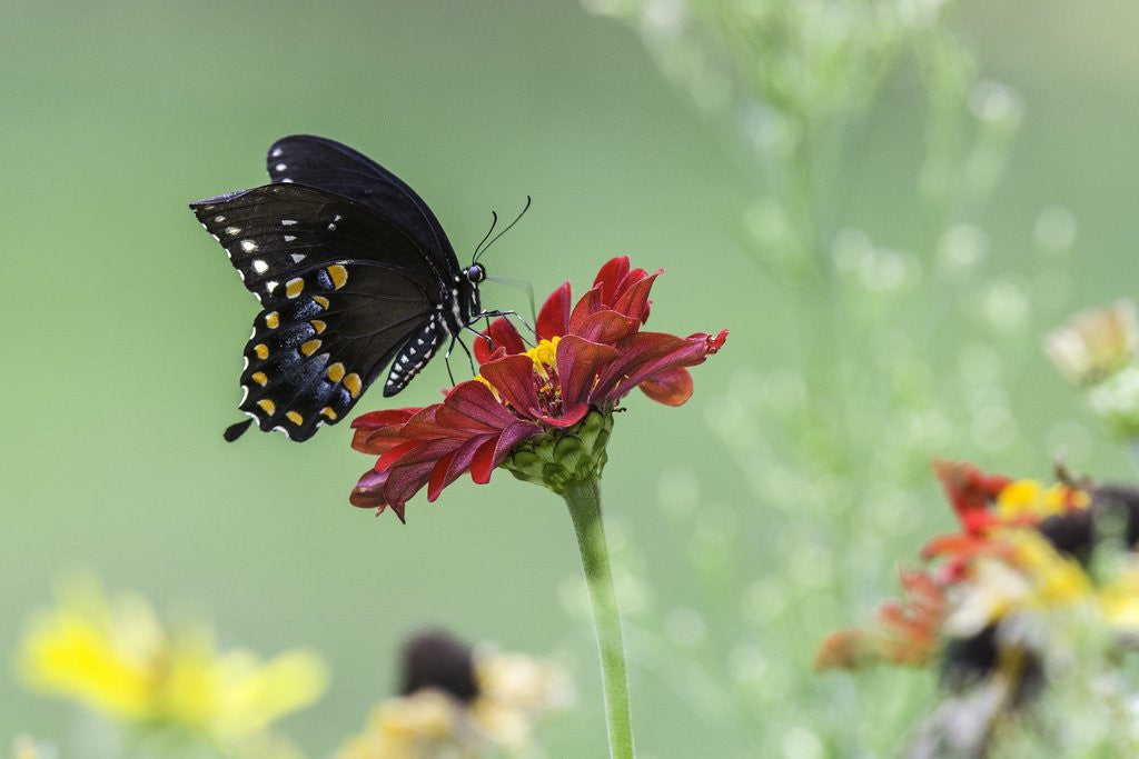 Detail of Swallow-tailed Butterfly by Anonymous