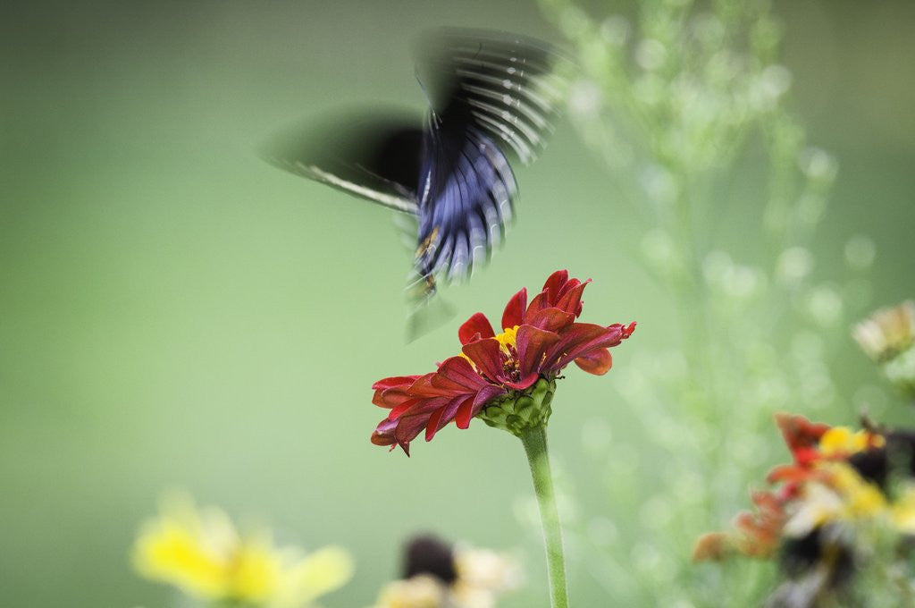 Detail of Swallow-tailed Butterfly by Anonymous