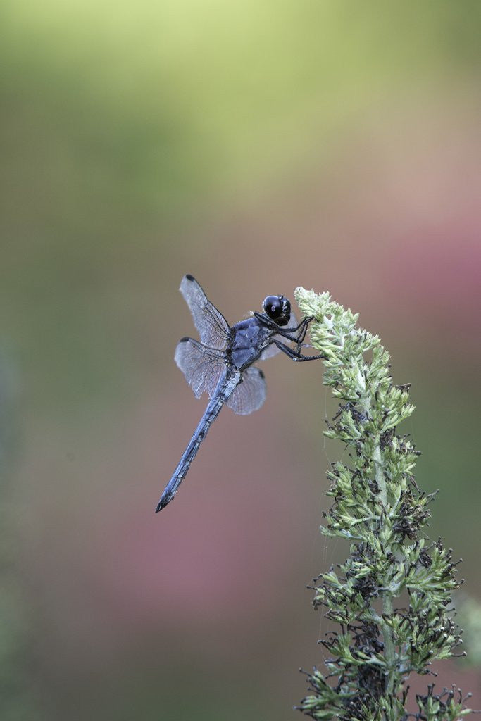 Detail of Dragonfly by Corbis
