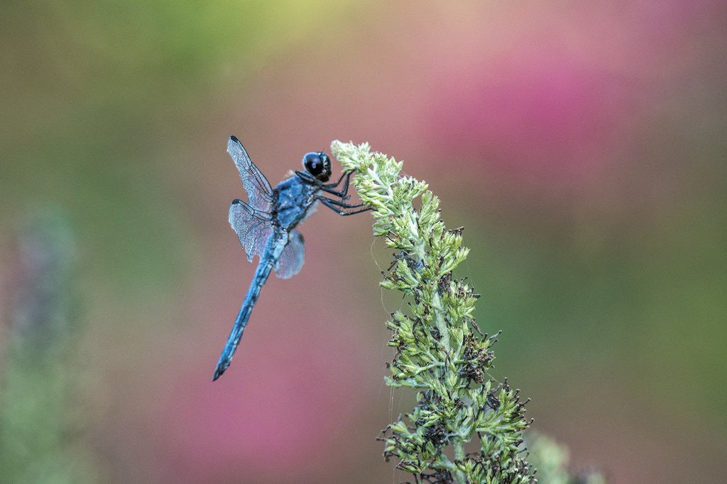 Detail of Dragonfly by Anonymous