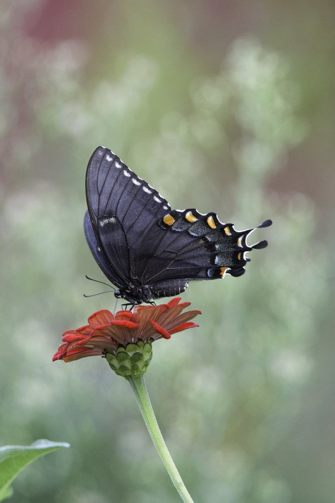 Detail of Swallow-tailed Burtterfly by Anonymous