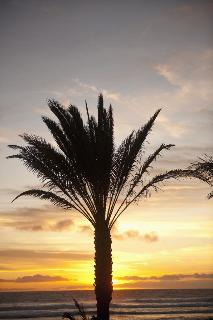 Detail of Palm tree along sea promenade, Playa de las Americas, Tenerife, Canary Islands, Spain by Anonymous