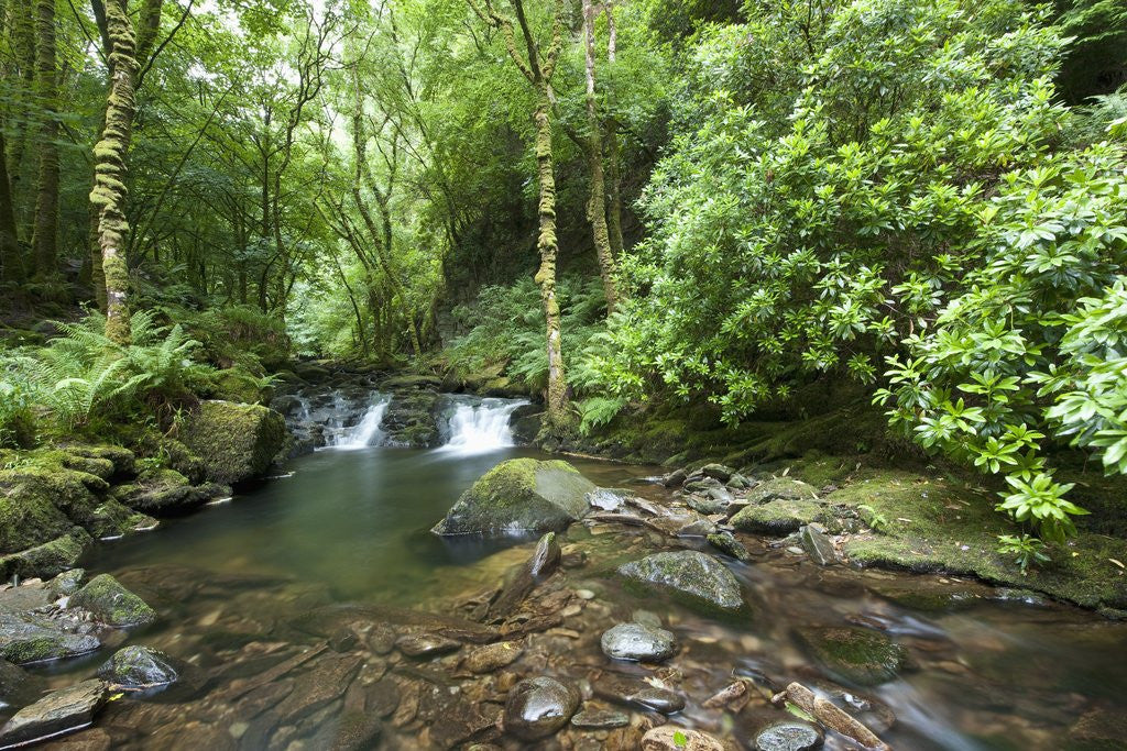Detail of Torc Waterfall, Killarney National Park, Kerry County, Ireland by Anonymous