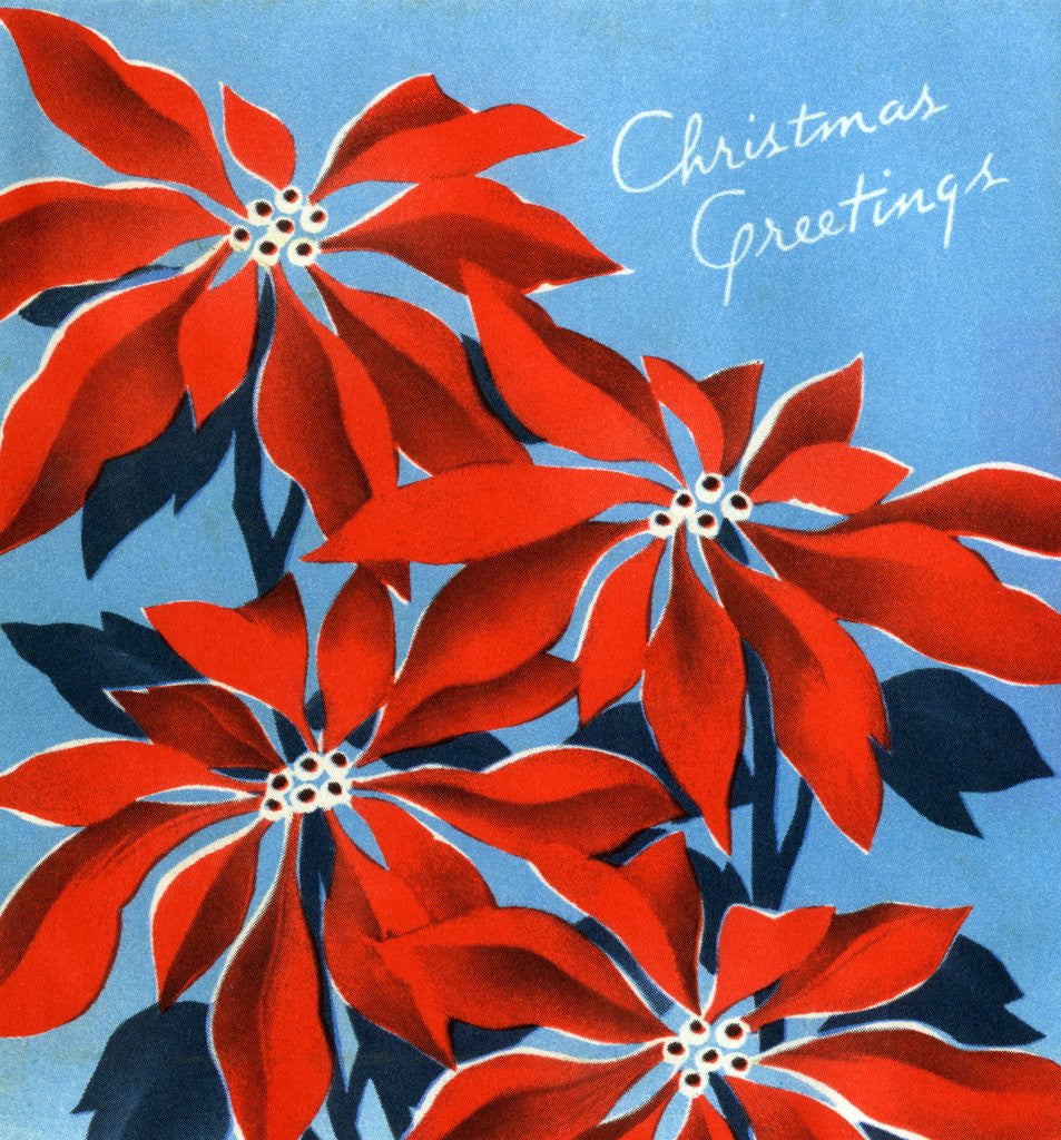 Detail of Vintage Illustration of Christmas Poinsettias by Anonymous
