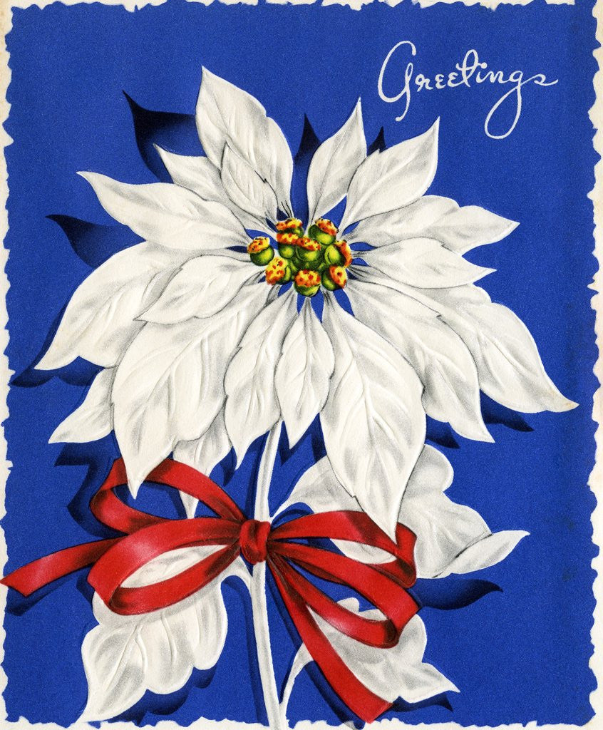 Detail of Vintage Illustration of Christmas Poinsettia by Anonymous