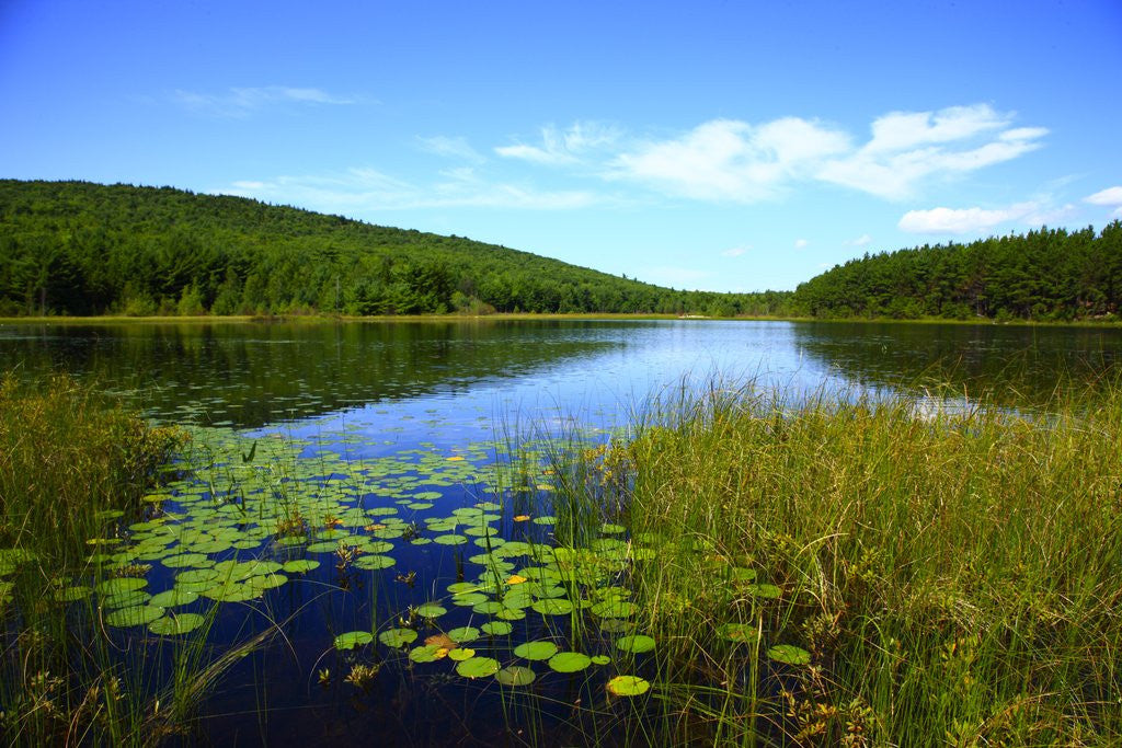 Detail of View of lake, cadia National Park, Maine, USA by Anonymous