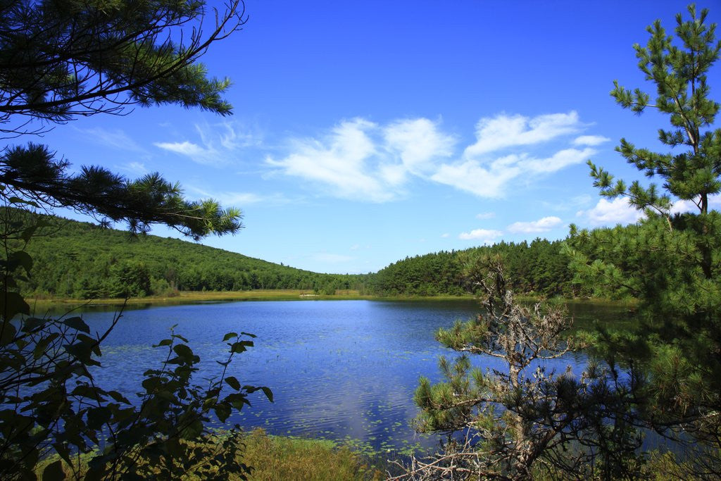 Detail of View of lake, cadia National Park, Maine, USA by Anonymous