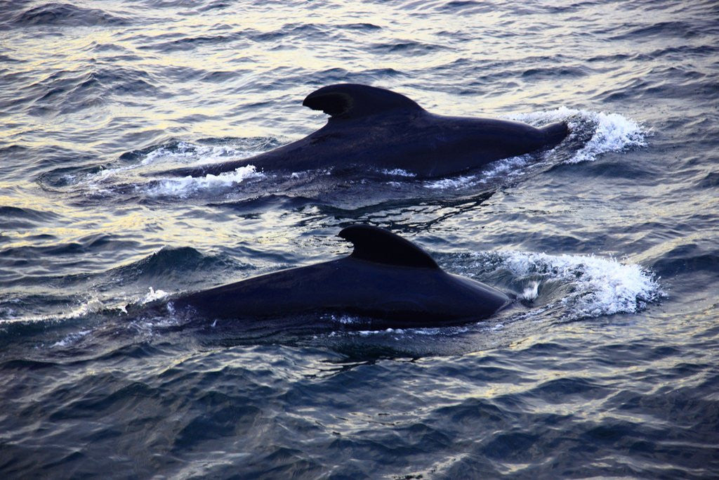 Detail of Two Dolphins swimming in sea, Acadia National Park, Maine, USA by Anonymous