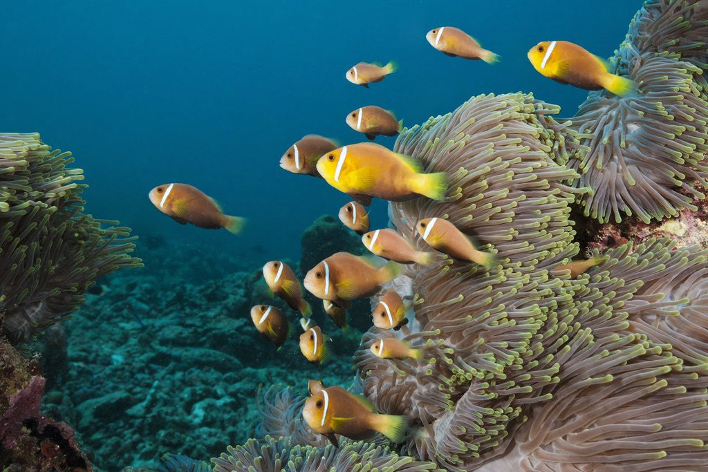 Detail of School of endemic Maldives Anemonefish by Anonymous