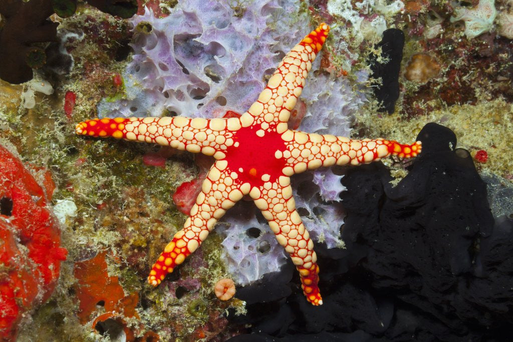 Detail of Red Mesh Starfish by Anonymous