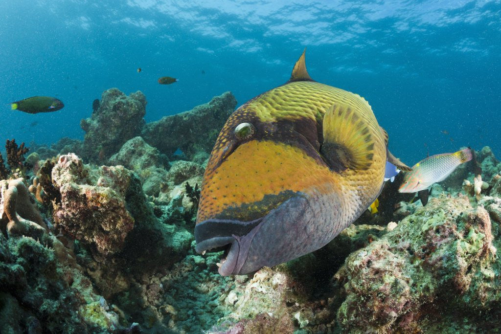 Detail of Moustache Triggerfish by Anonymous